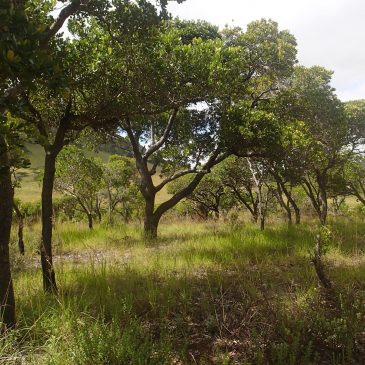 Les 10 communautés à Ambatofinandrahana a développé un plan de restauration pour sauver la forêt de Tapia